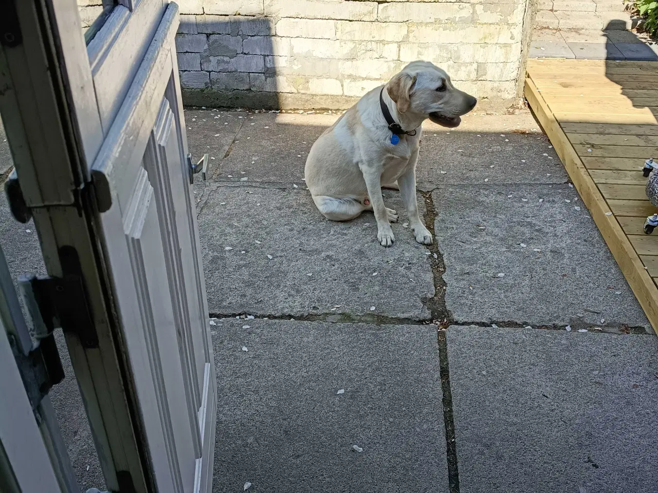 Billede 5 - Labrador Retriever han søger nyt hjem.