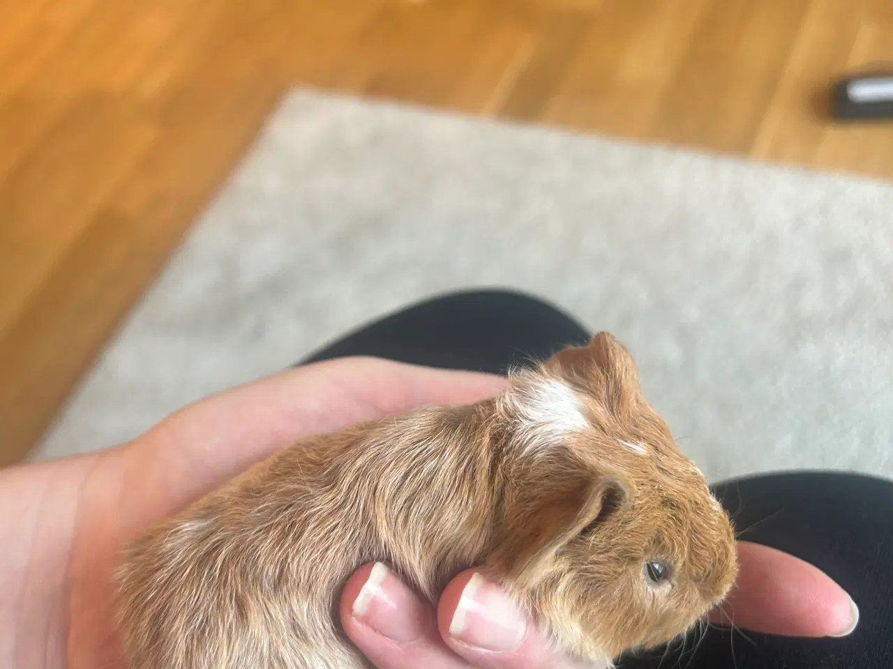 Billede 2 - Reserveret. Marsvin unge (han) søger nyt hjem✨🐹 