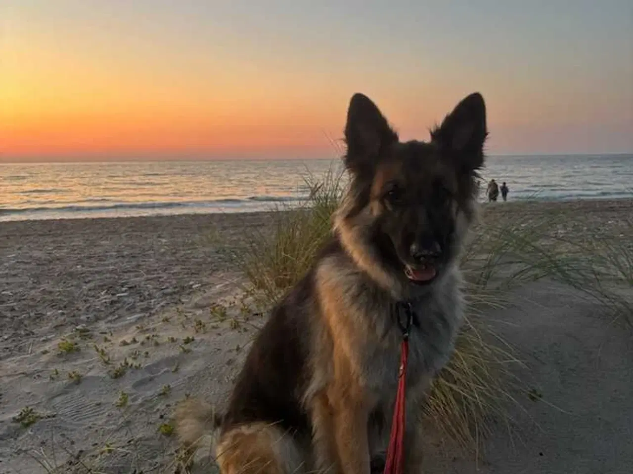 Billede 1 - Dejlige  schæfer tæve