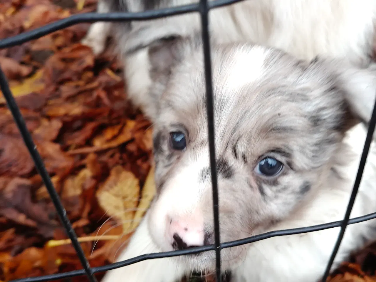 Billede 4 - Sødeste Border collie hvalpe