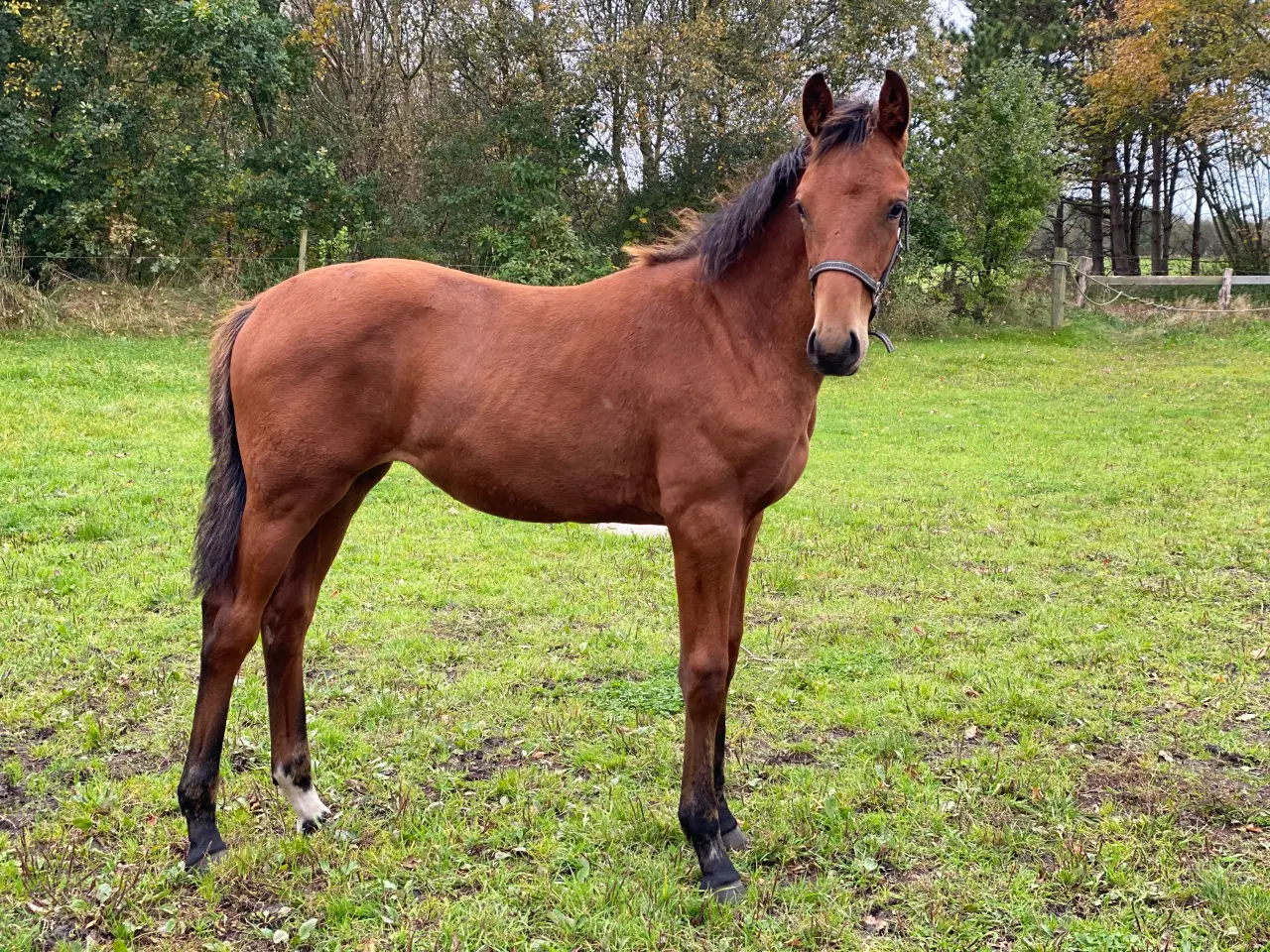 Billede 3 - Udtryksfuldt hoppeføl 