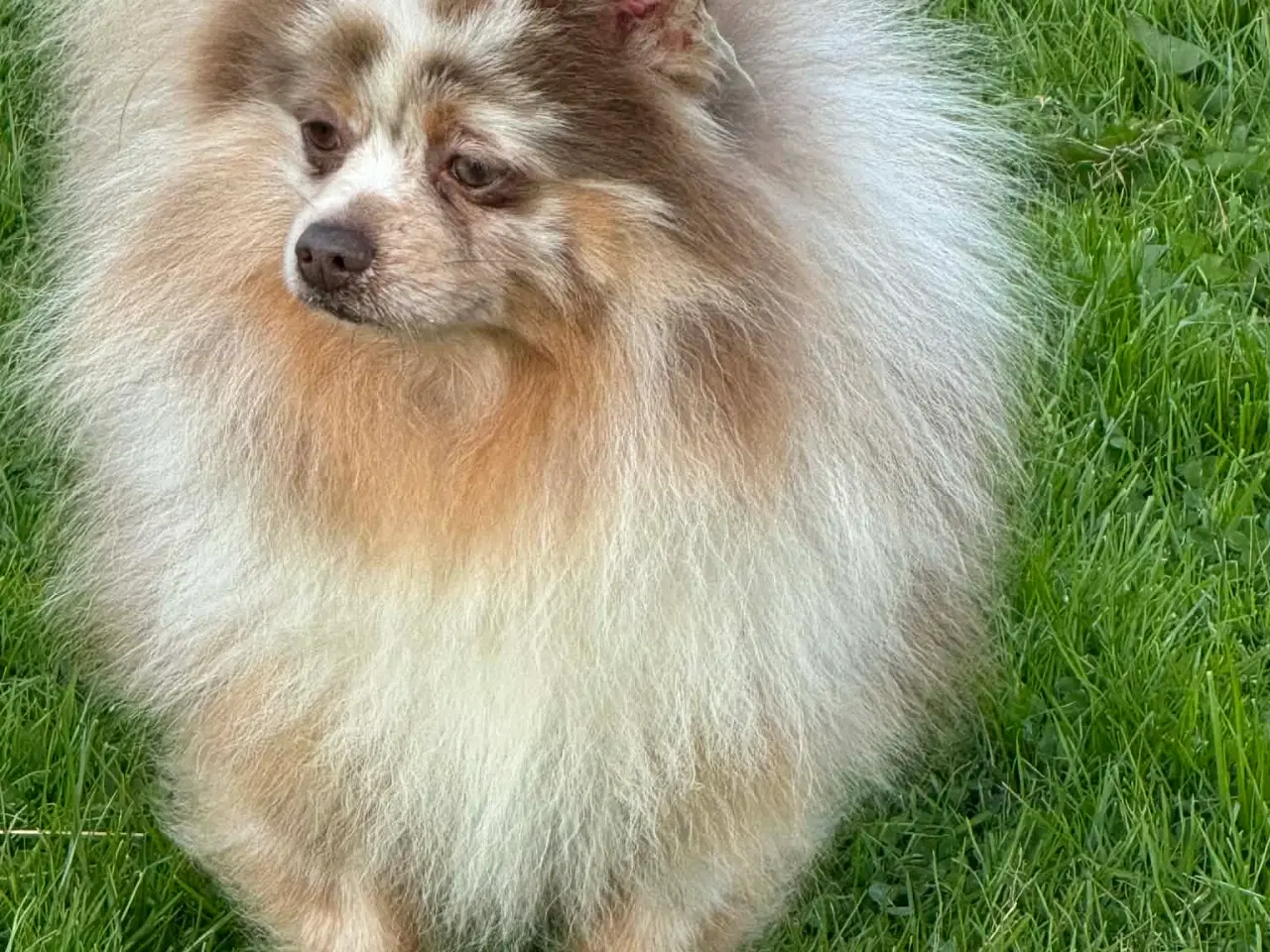 Billede 3 - 🌟 Smuk brun Merle Pomerania han 
