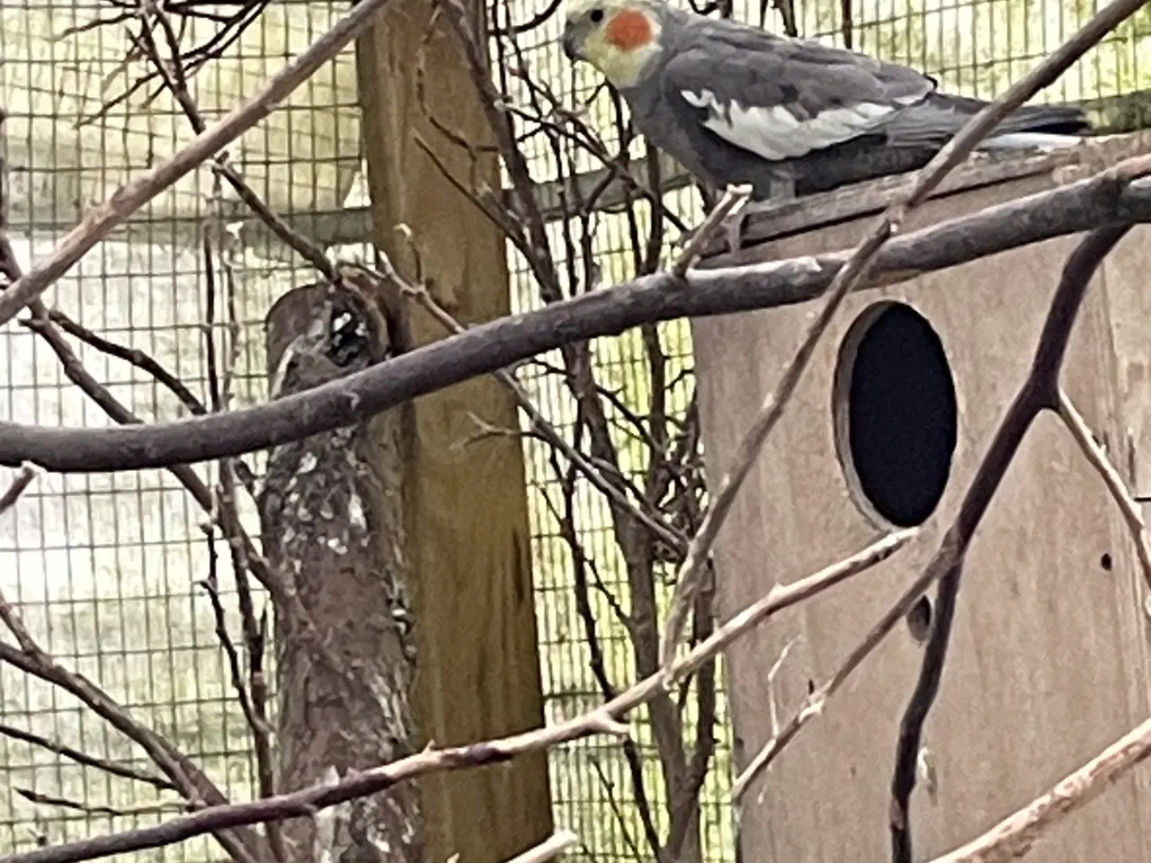 Billede 2 - Grå nymfeparakitter