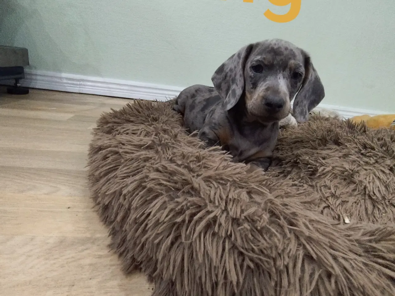 Billede 2 - Gravhunde hvalpe flotte merle farve 