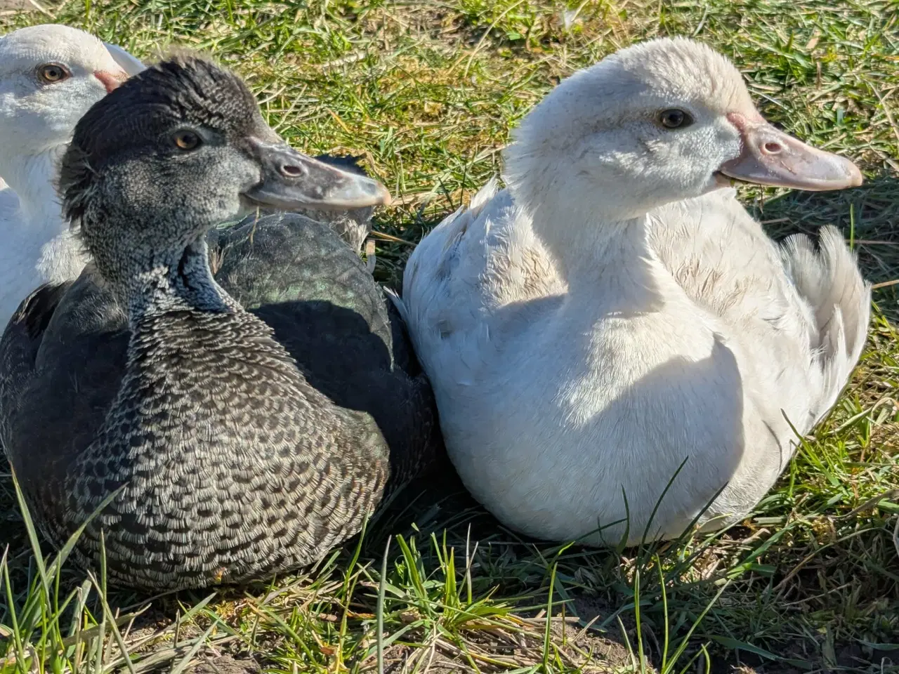 Billede 2 - Moskusænder ællinger tillidsfulde