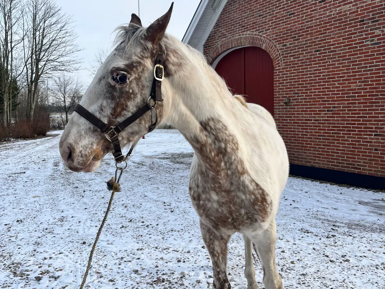 Billede 10 - Western hest, vallak, Pinewood Thunder