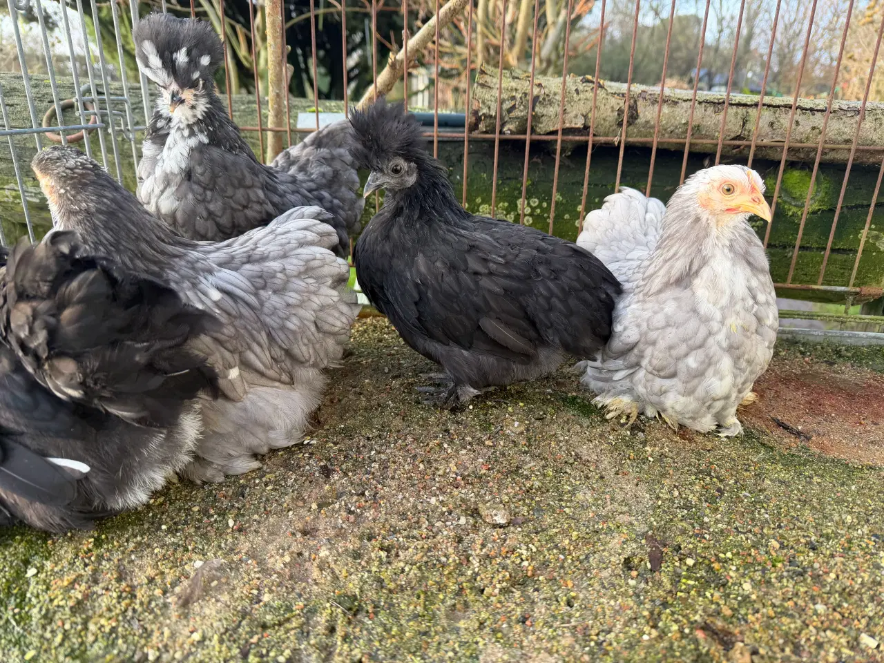 Billede 1 - Dværg kochin og blandings