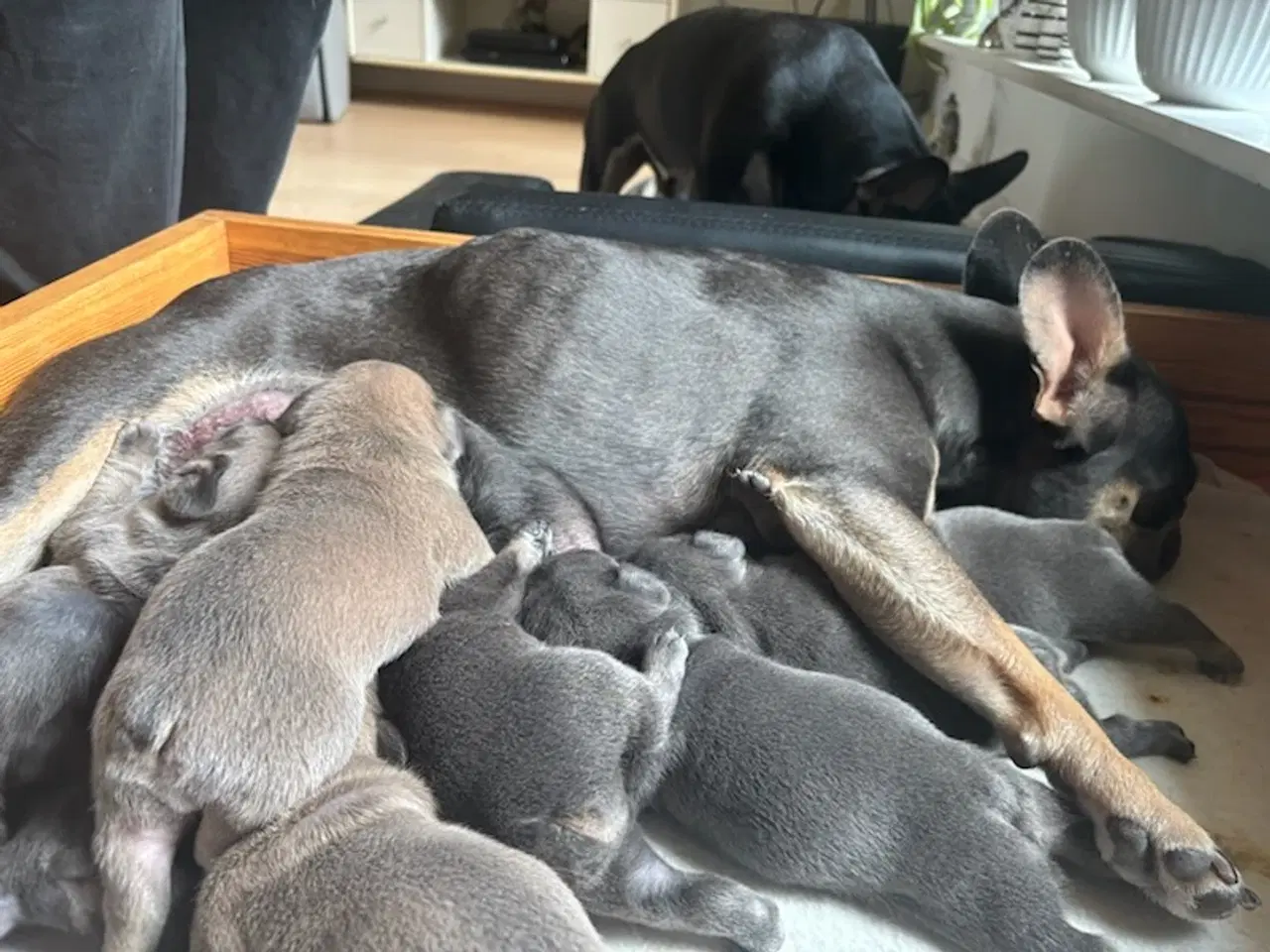 Billede 9 - Fransk Bulldog Hvalpe