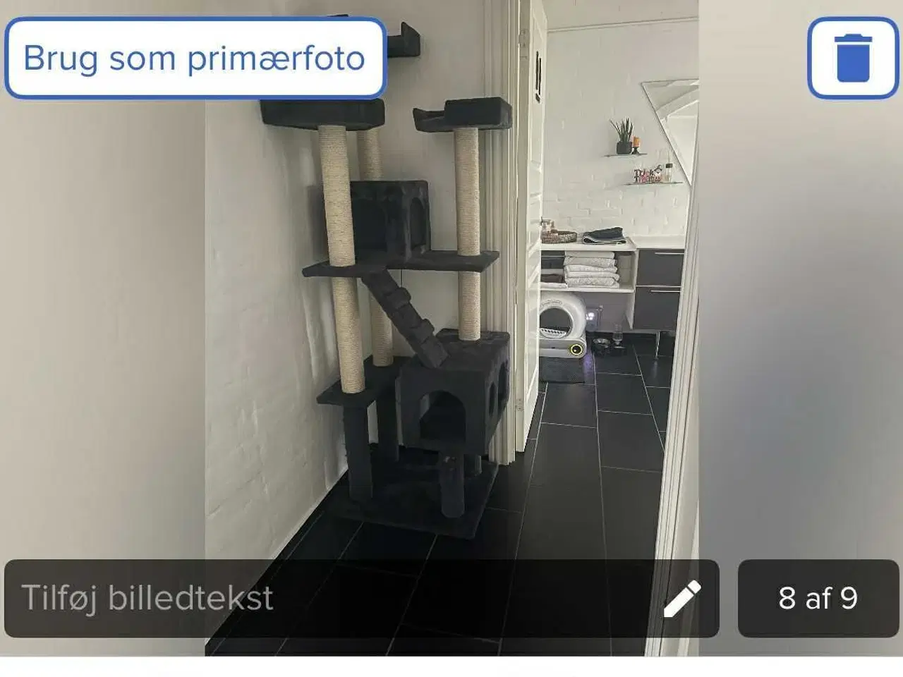 Billede 2 - British shorthair til salg katte