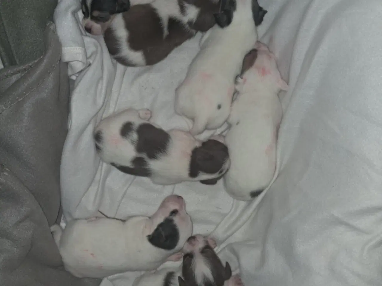 Billede 3 - 7 Skønne JRT hvalpe med masser af personlighed