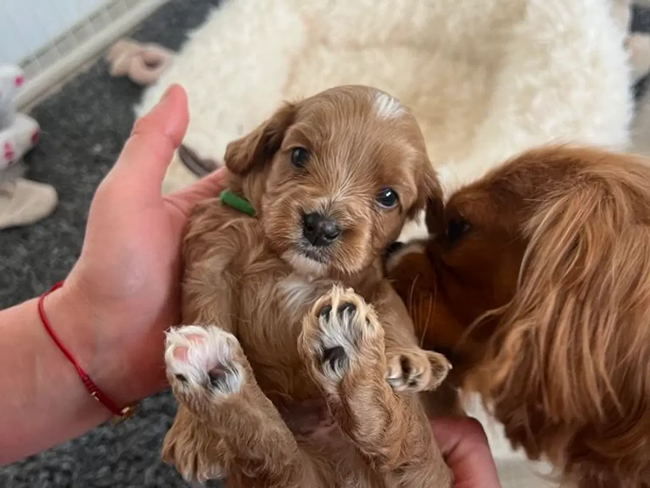 Billede 10 - Cavapoo F1