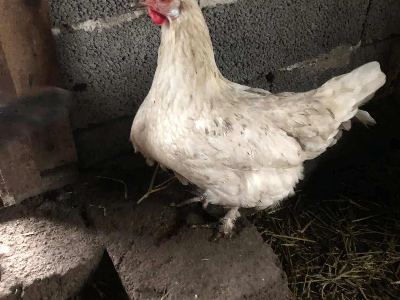 Billede 3 - 1.1 hane og høne fra 2025