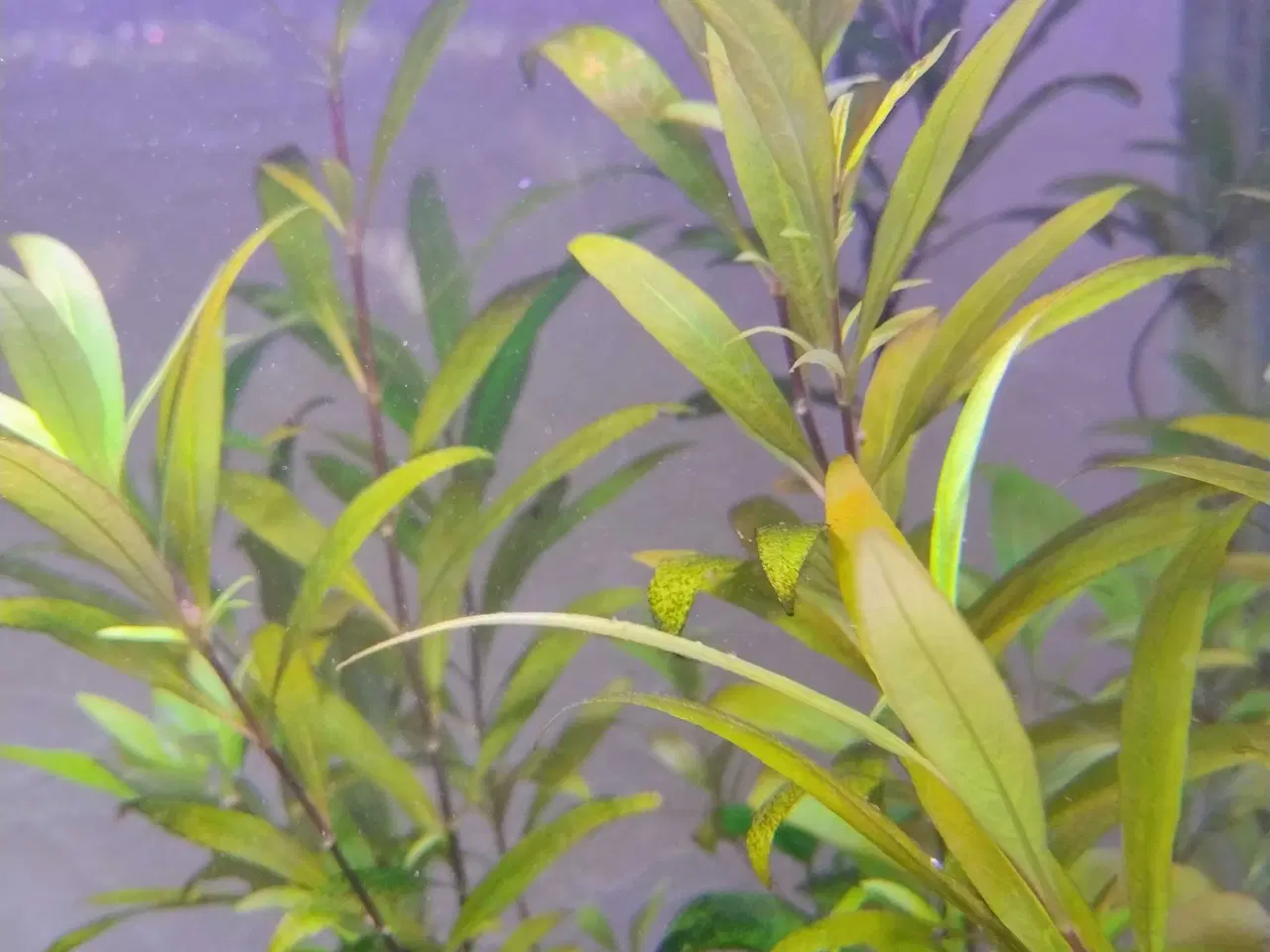 Billede 2 - Akvarie planter Gratis