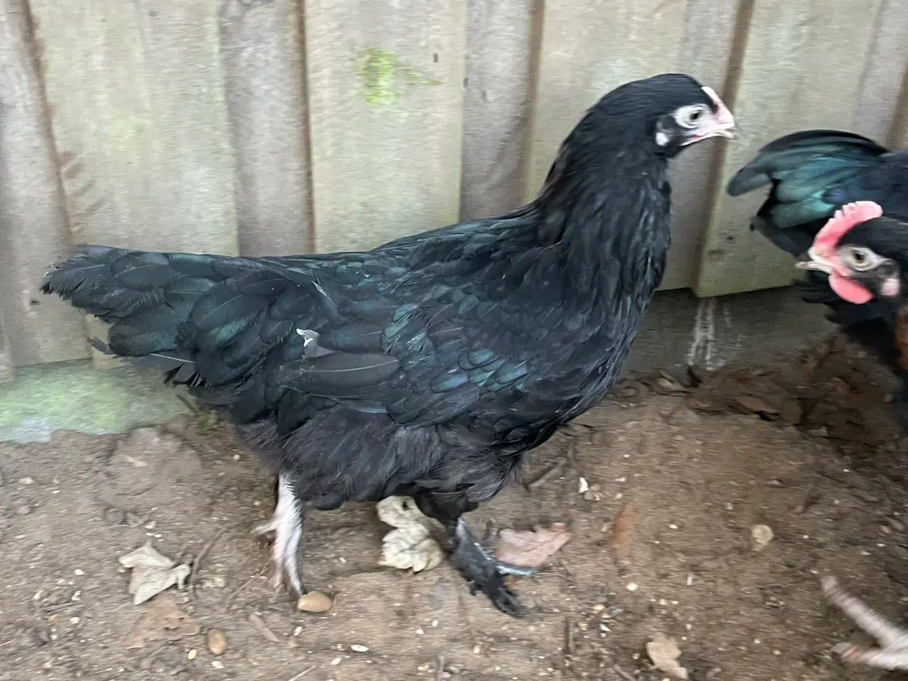 Billede 4 - Sort kopper Maran kyllinger 