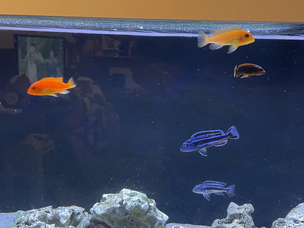 Billede 1 - Mbuna malawi 7stk