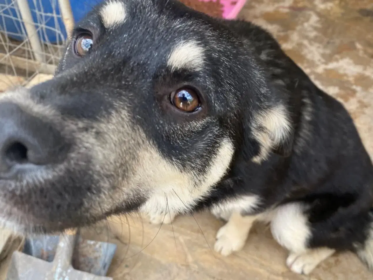 Billede 9 - Smukke Zigga søger sit 4ever hjem