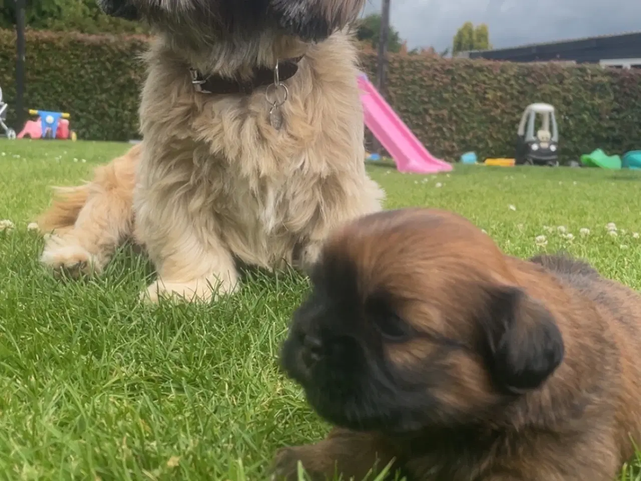 Billede 6 - Hvalpe- shizu/lhasa apso