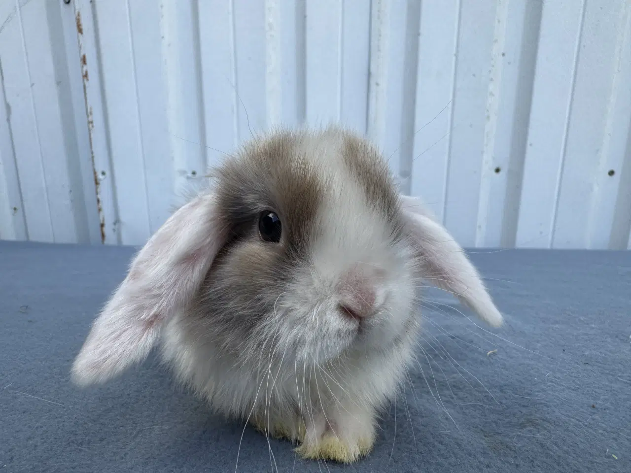 Billede 4 - Dværgvædder hunkanin