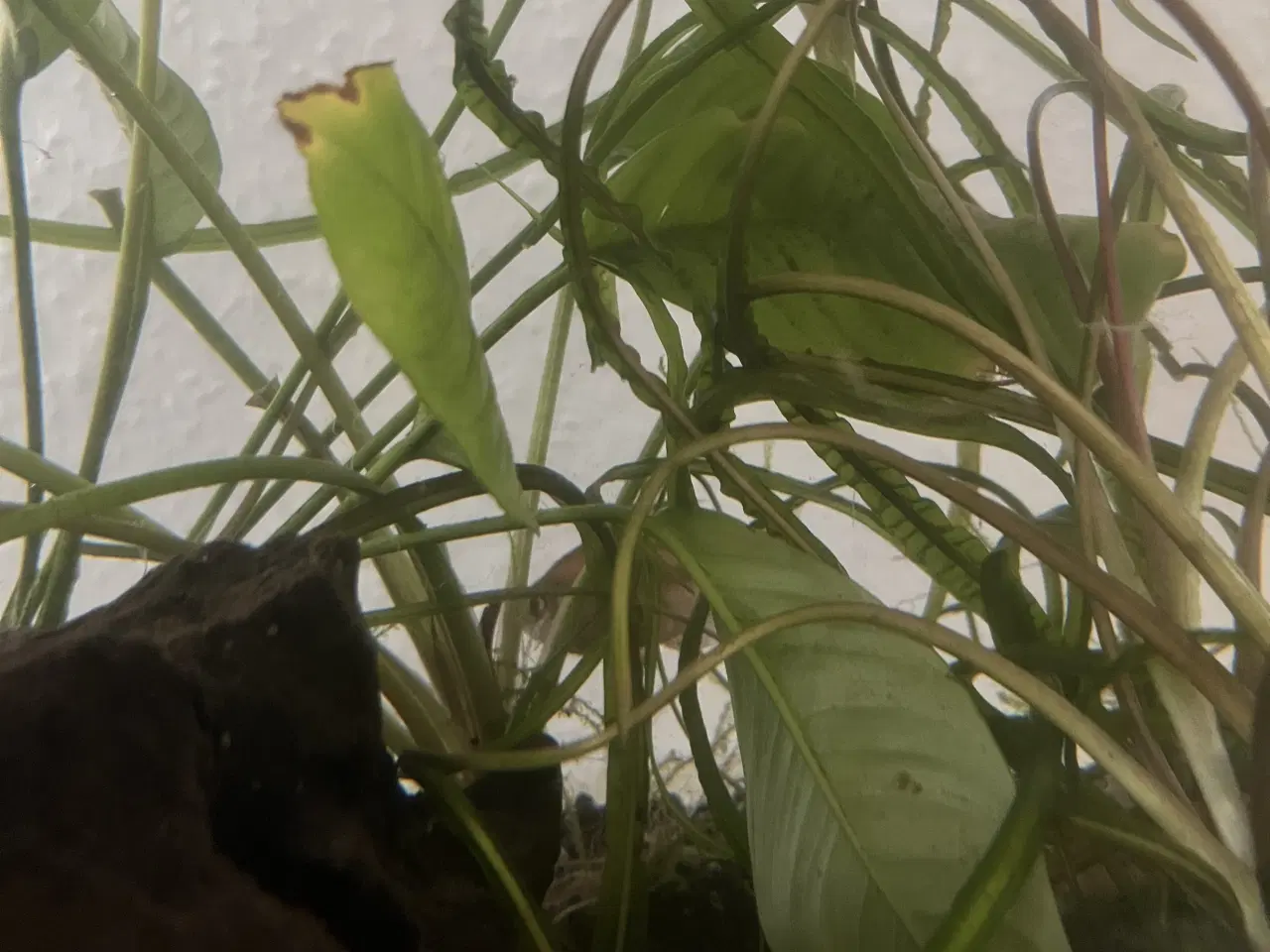 Billede 4 - Fisk gratis