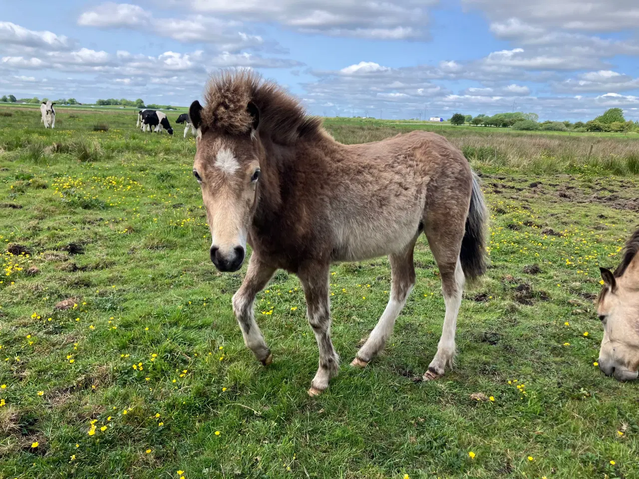 Billede 4 - Ponyføl 