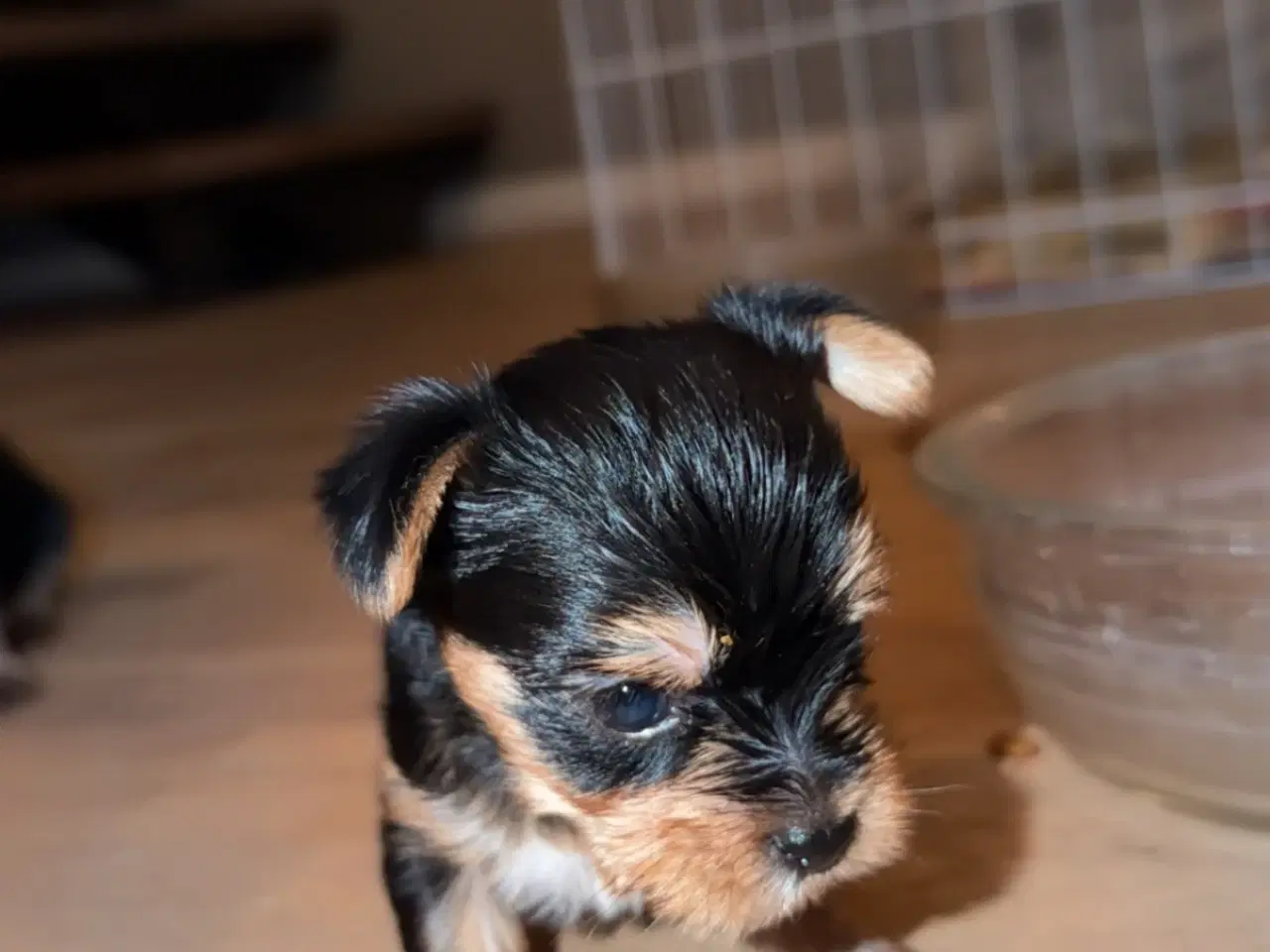 Billede 11 - Skønne Hvalpe 