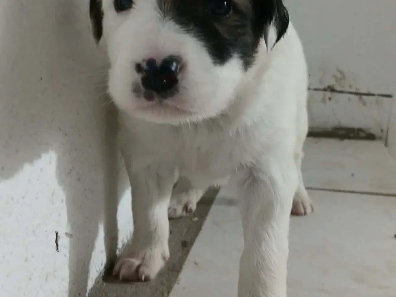 Billede 4 - Blitz søger sin egen familie❤️