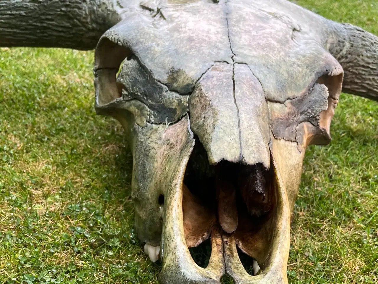 Billede 13 - Kranier fra kvæg typen Longhorn