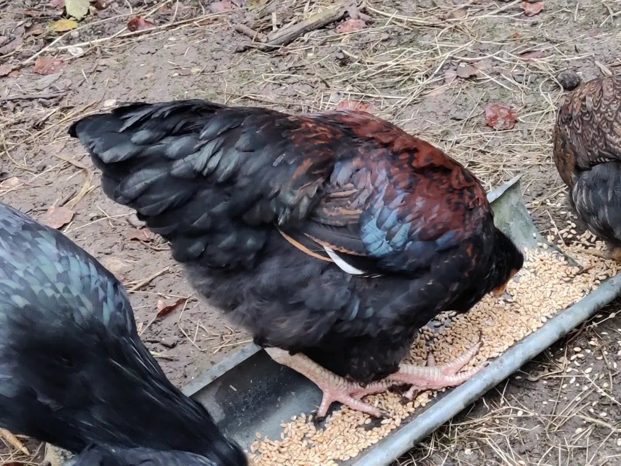 Billede 1 - Haner, blanding af engelsk araucana og barnewelder