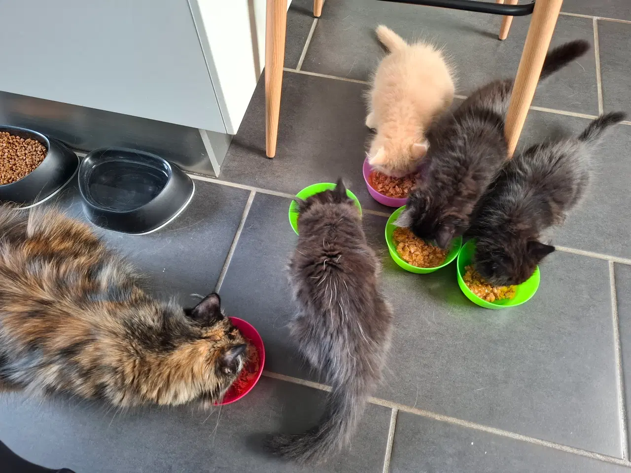 Billede 3 - Virkelig lækker main coon blanding salgsklar NU