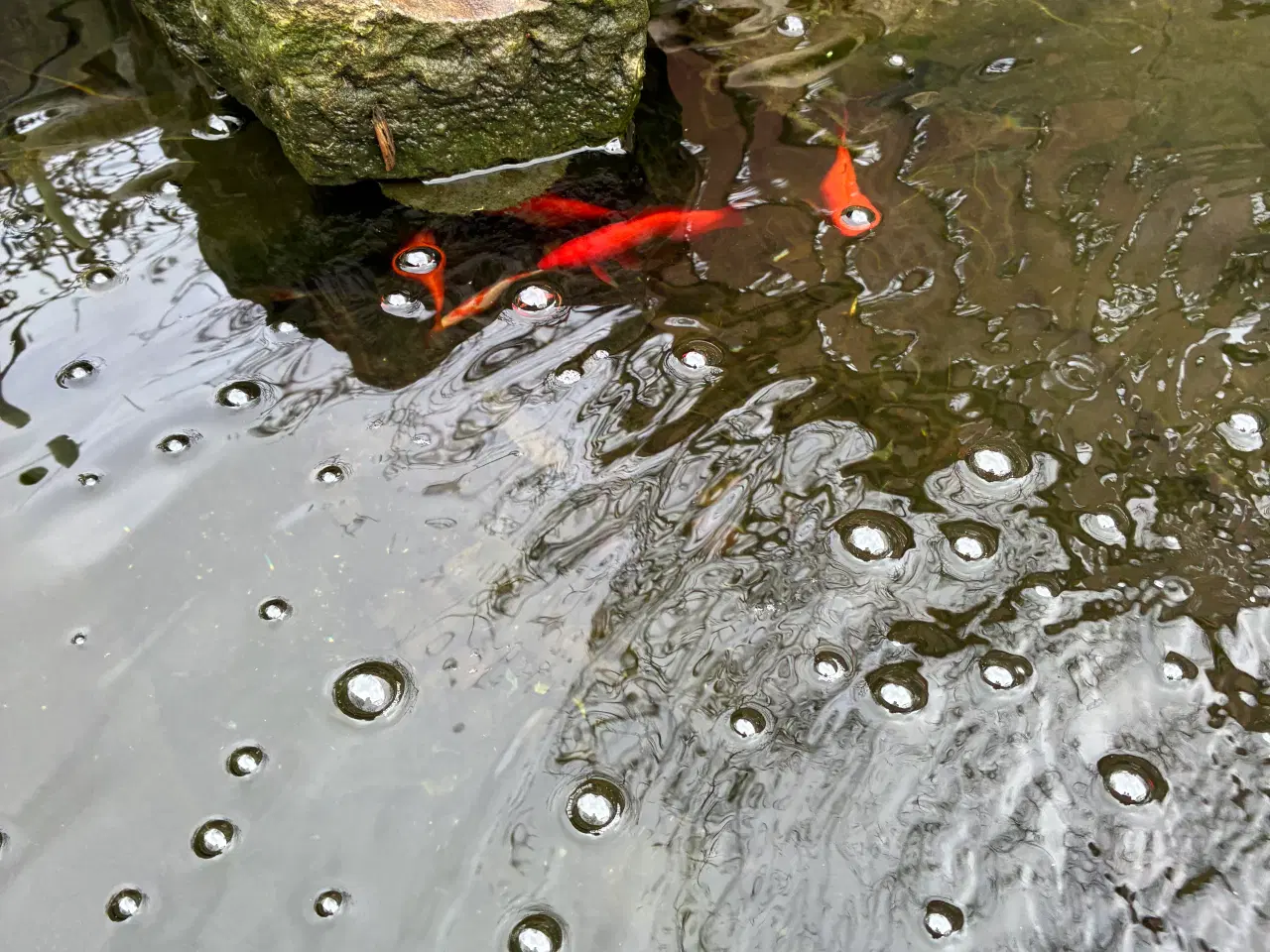 Billede 2 - Gratis guldfisk til hurtig afhentning