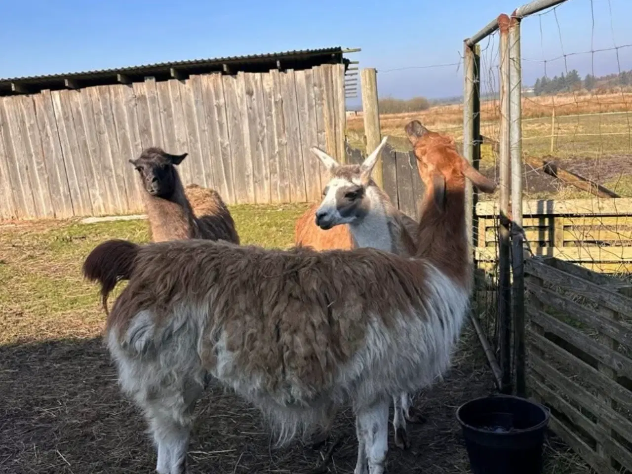 Billede 2 - 3 lama hopper