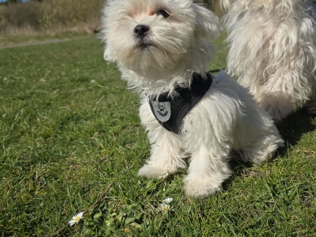 Billede 10 - Bichon-hvalpe søger nye hjem .