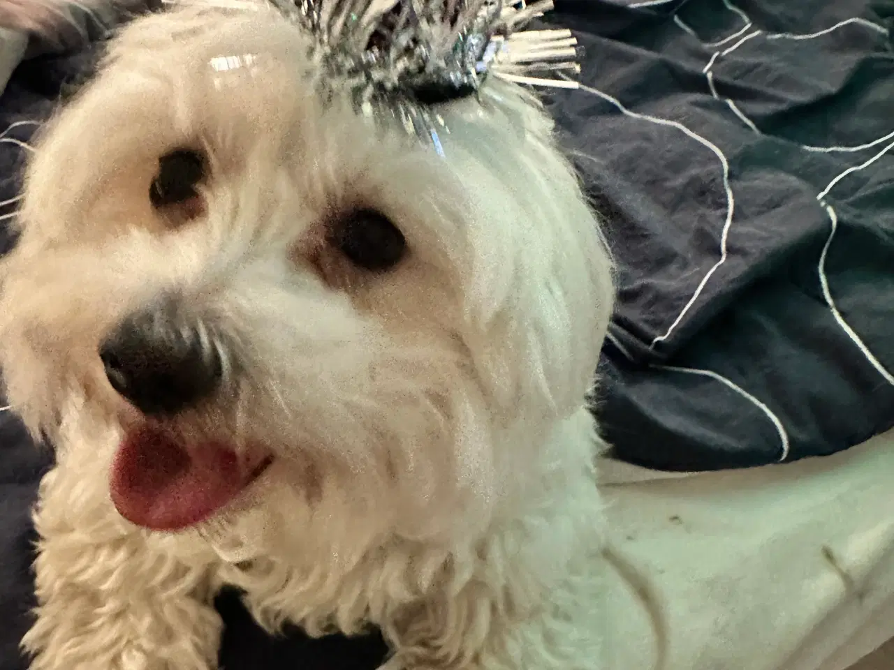 Billede 7 - Hunde valpe malteserblanding