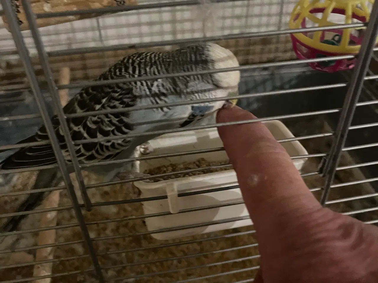 Billede 2 - tam undulat 