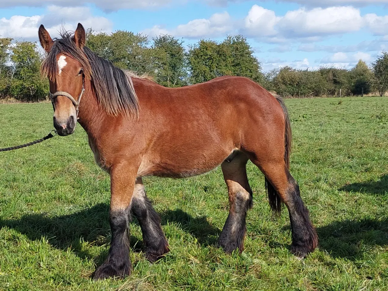 Billede 3 - 1 års hingsteplag belgier 