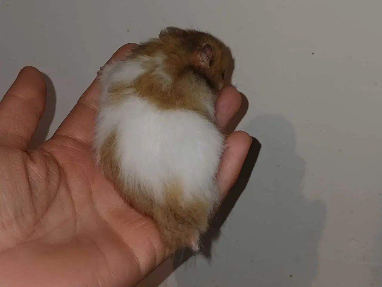 Billede 13 - Guldhamster unger