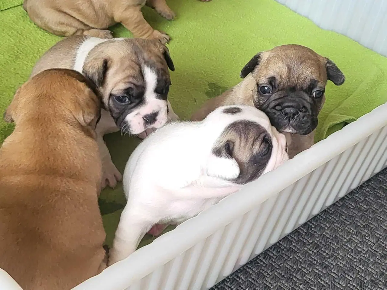 Billede 6 - Fransk Bulldog 