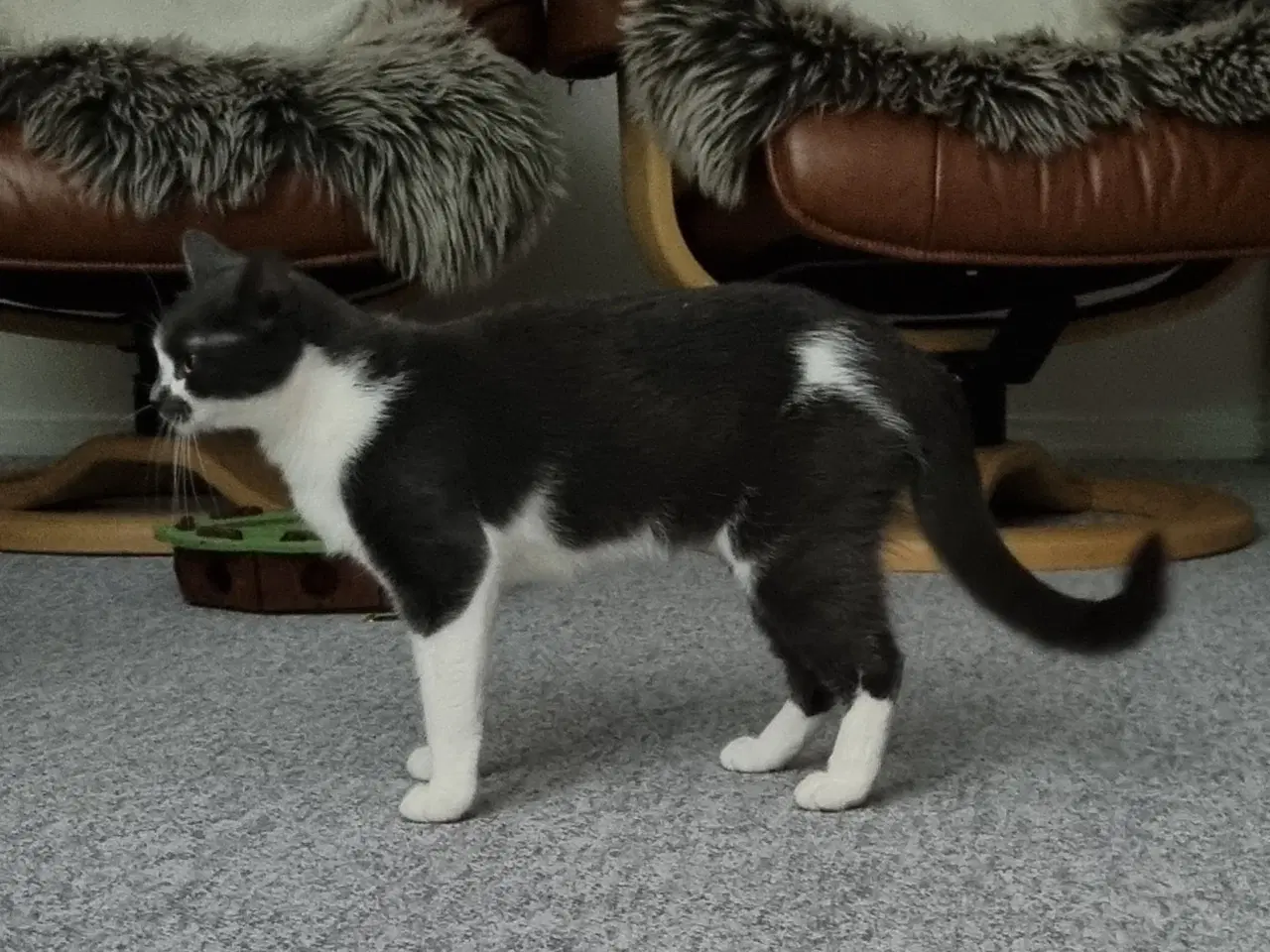 Billede 5 - Maine Coon blandingskilling søger nyt hjem.