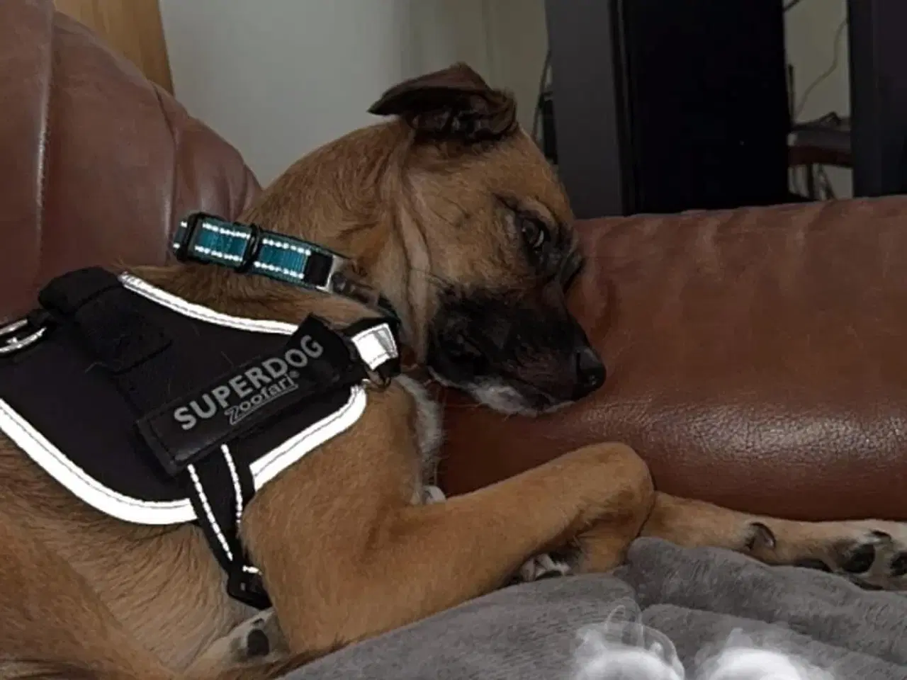 Billede 5 - Hund søger nyt hjem 