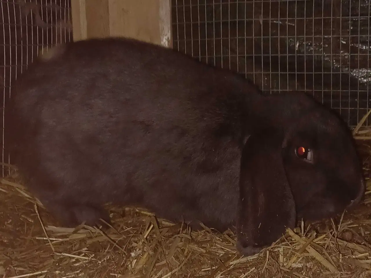 Billede 1 - Fransk vædder hun