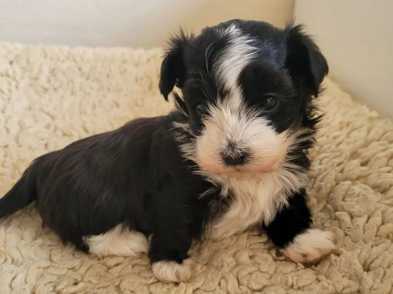 Billede 4 - Bichon havanais hundehvalpe 