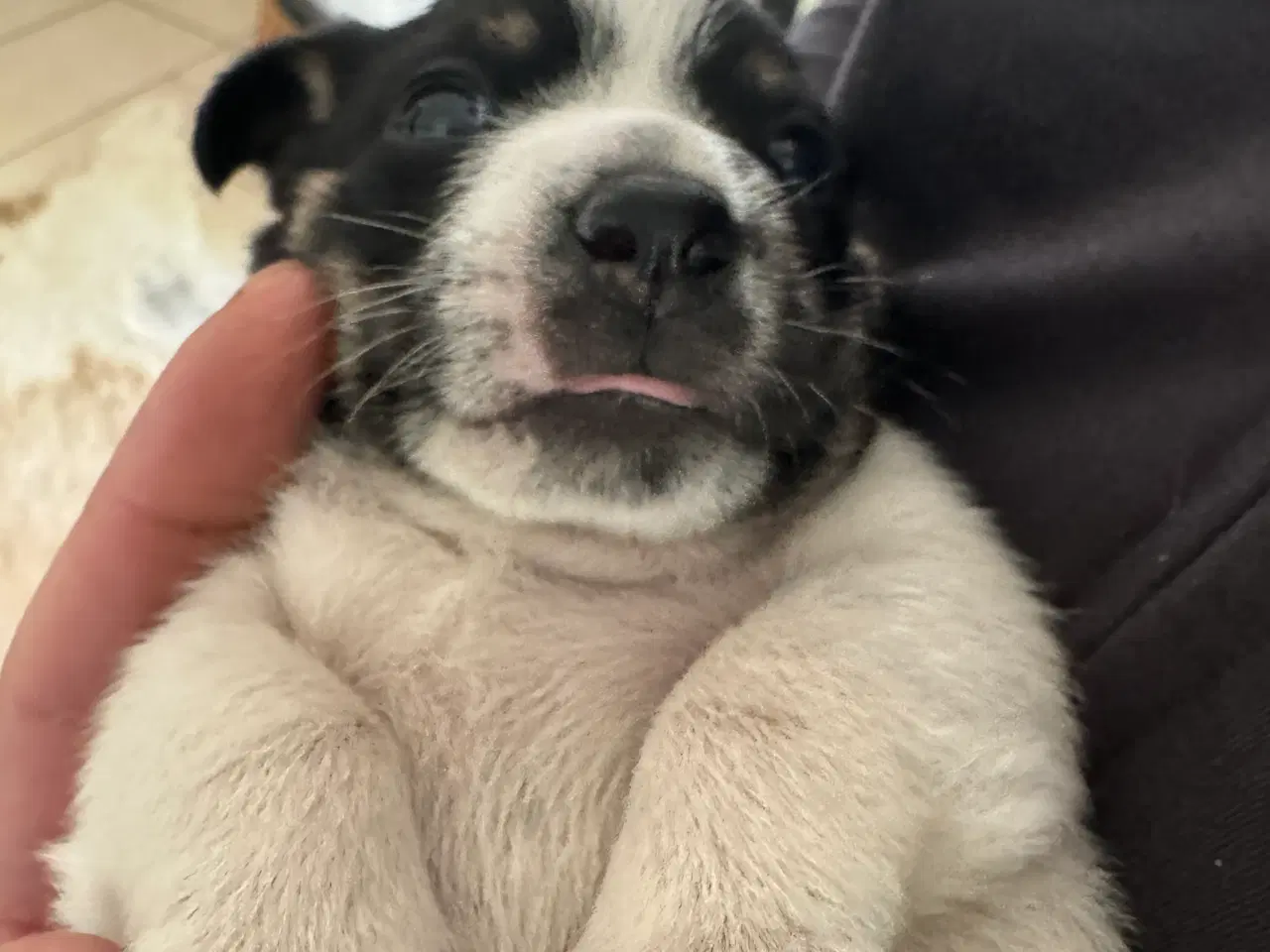 Billede 3 - Dansk svensk gårdhund