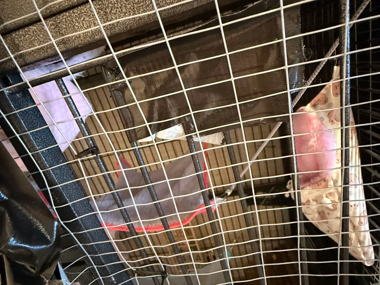 Billede 10 - 2 skønne Sugar Gliders søger deres nye hjem