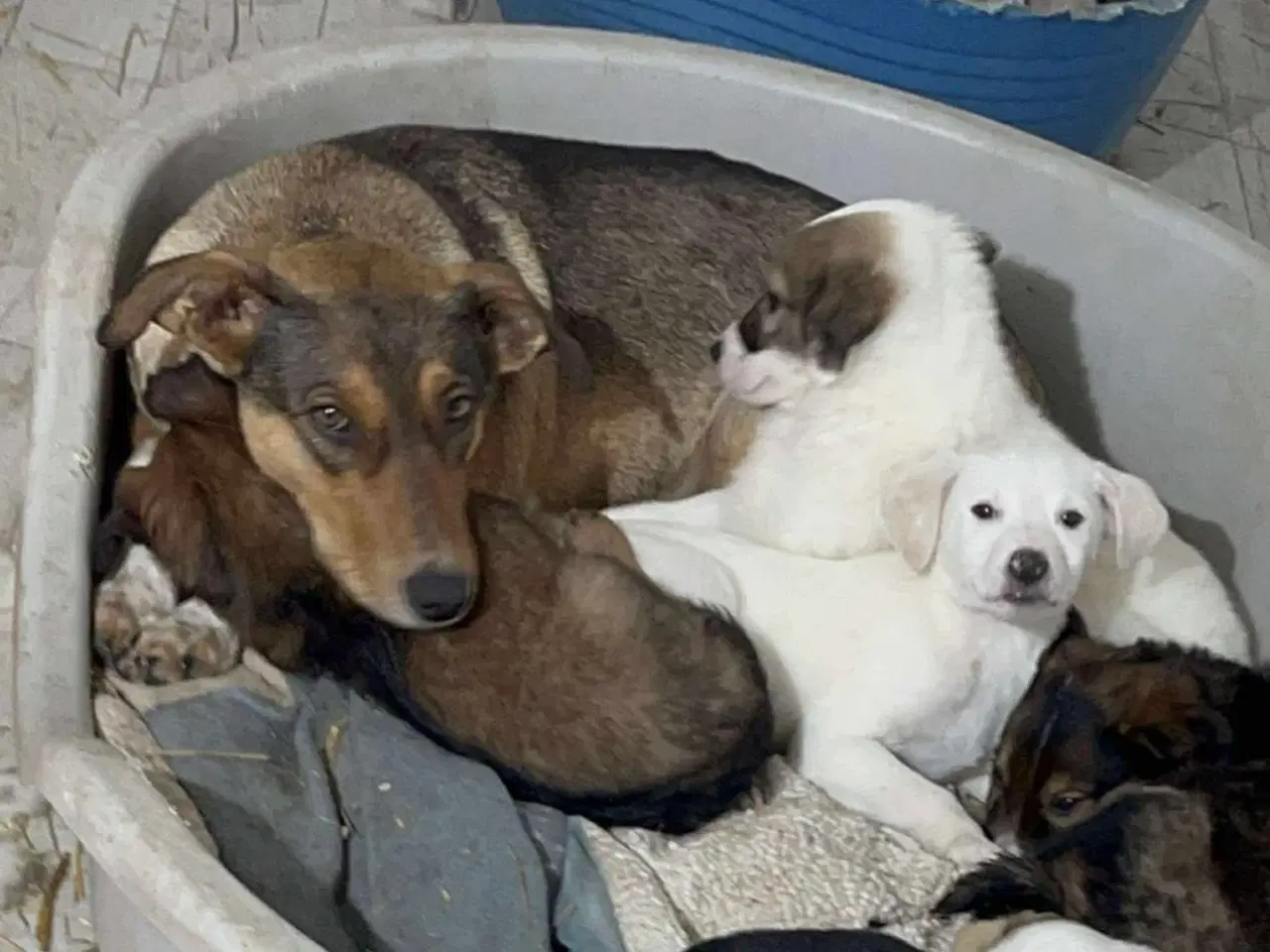 Billede 5 - Sødeste Ane søger familie 