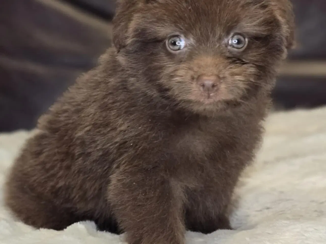 Billede 3 -  Brune Pomapoo Hvalpe