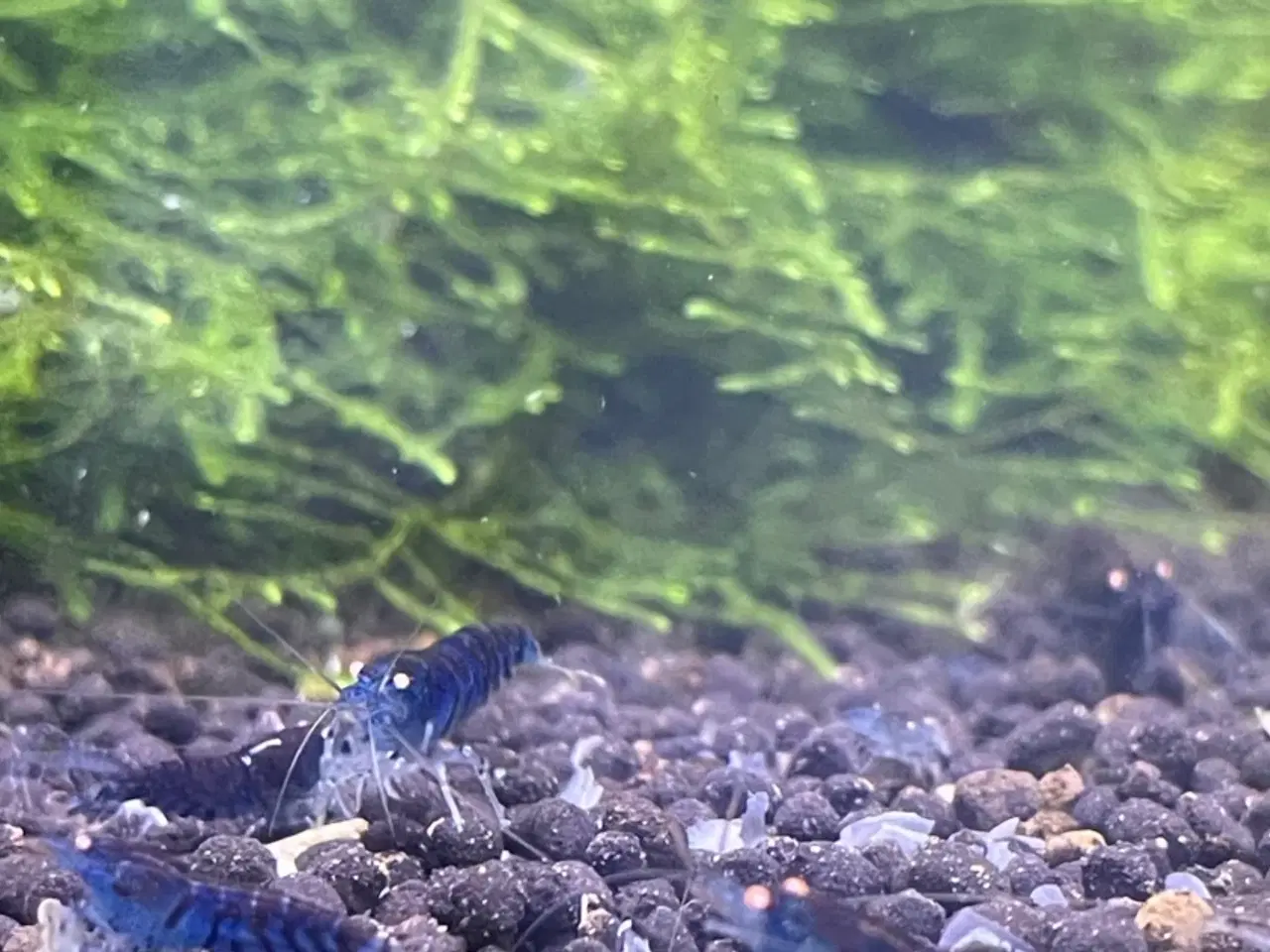 Billede 4 - Akvarie rejer, Blue tiger OE caridina rejer