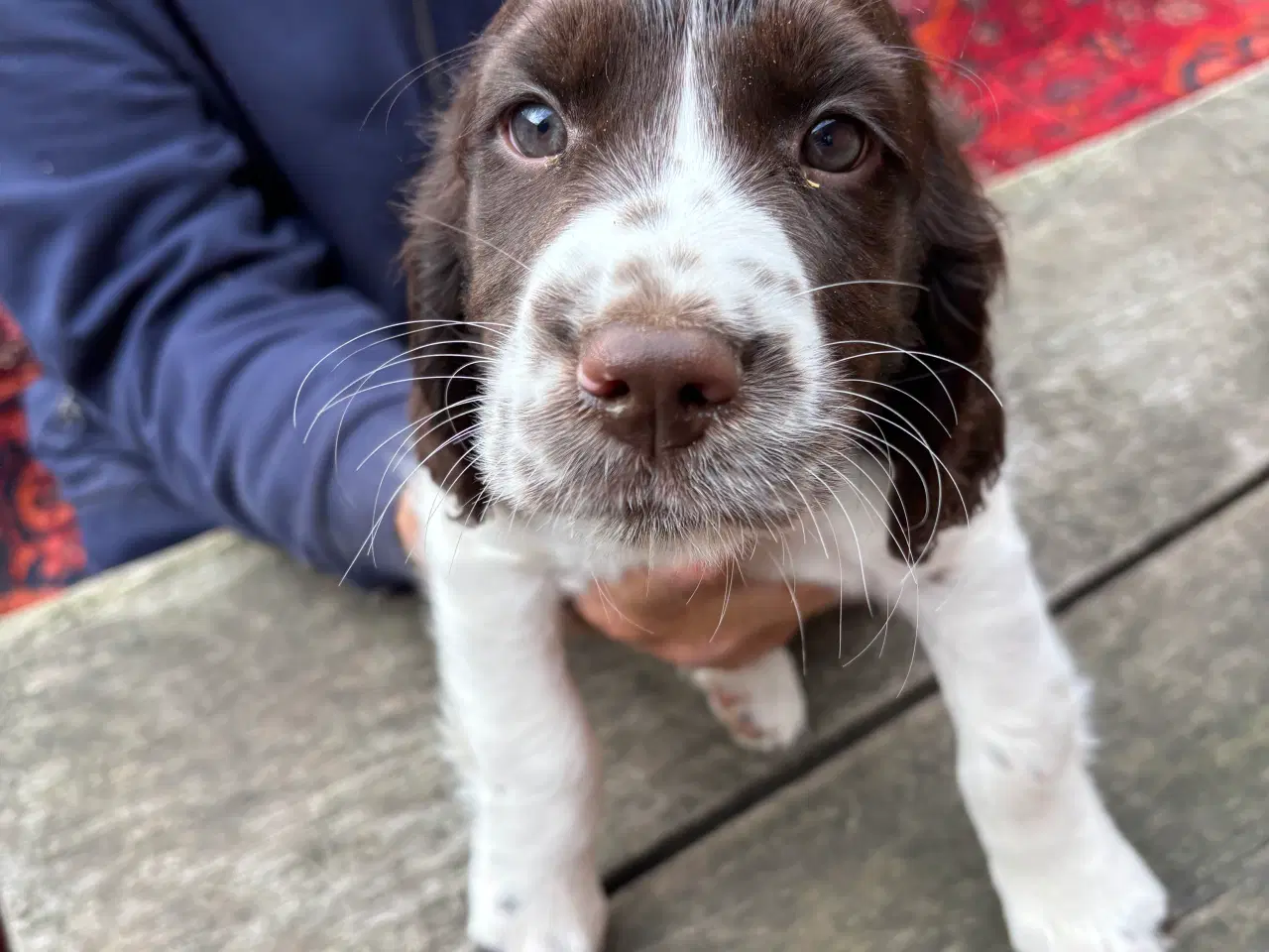 Billede 2 - Engelsk Springer Spaniel