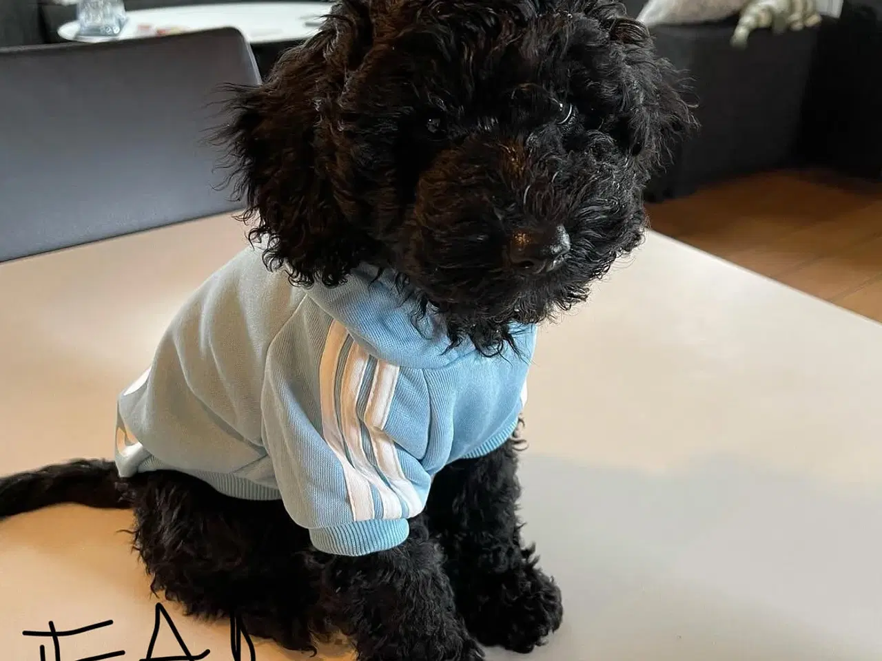 Billede 14 - Coton poo hvalpe