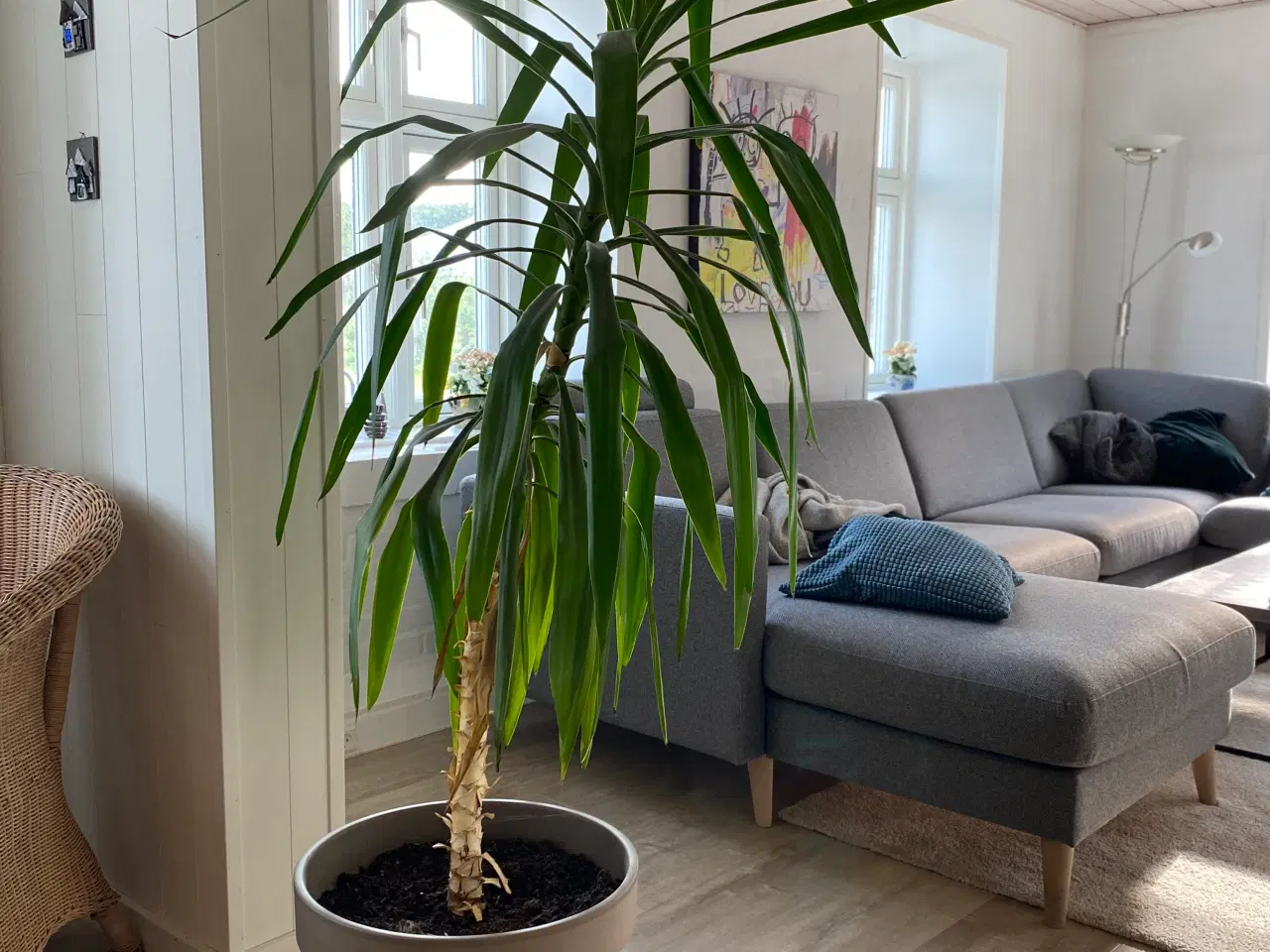 Billede 4 - Stueplante dracaena