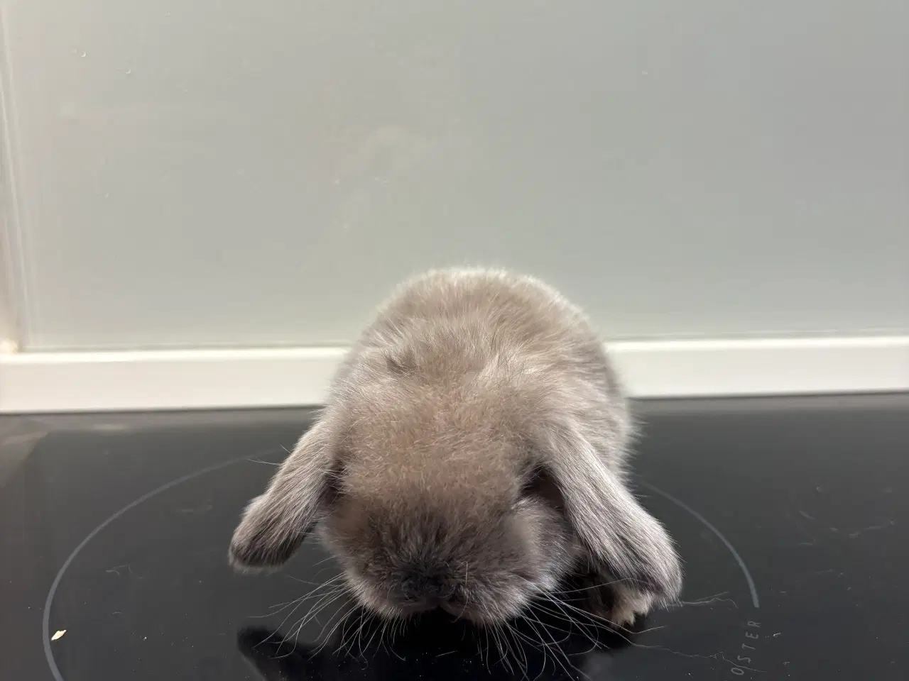 Billede 1 - Mini lop han kanin 